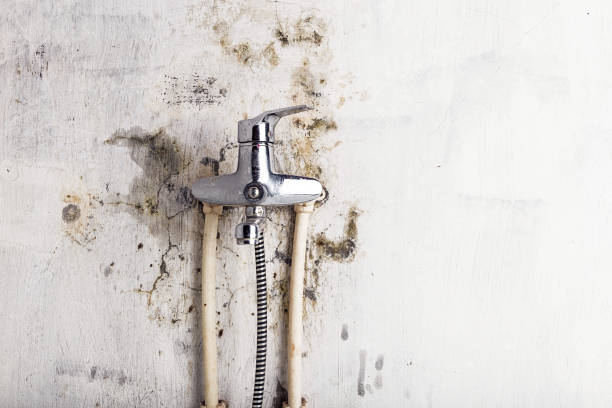 Best Local Mold Removal Service  in Kraemer, LA