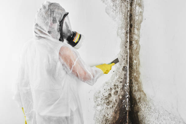 Best Attic Mold Removal  in Kraemer, LA