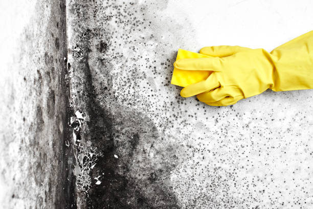 Best Residential Mold Removal  in Kraemer, LA