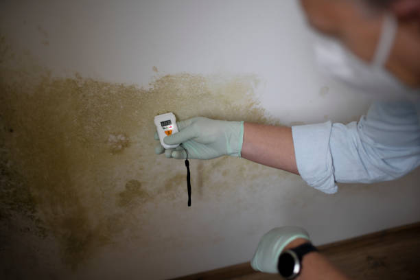 Best Mold Cleaning Services  in Kraemer, LA