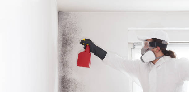 Best Same-Day Mold Removal  in Kraemer, LA