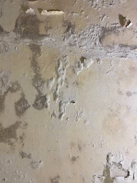Best Professional Mold Removal  in Kraemer, LA