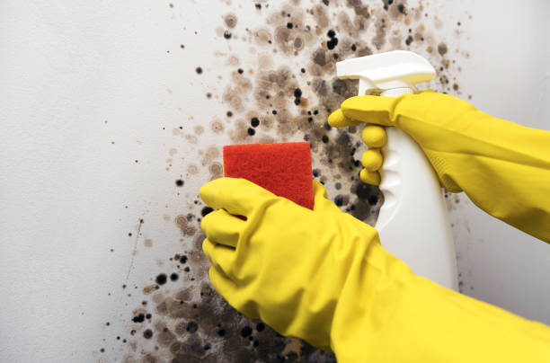 Best Mold Damage Repair  in Kraemer, LA